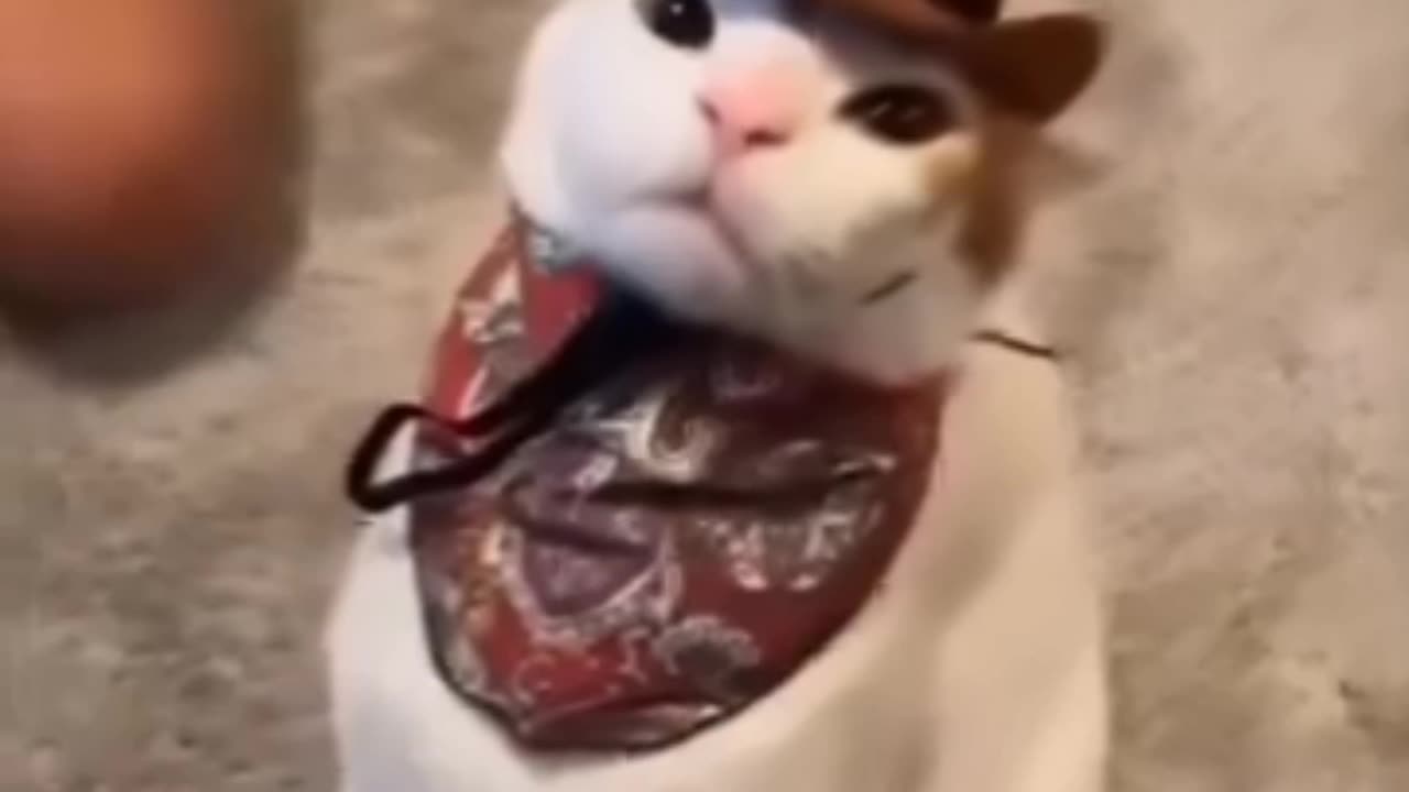 Cowboy Catboy 😺