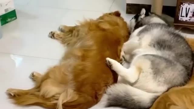Golden Retrievers and Husky Meeting Their Best Friend