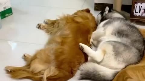 Golden Retrievers and Husky Meeting Their Best Friend
