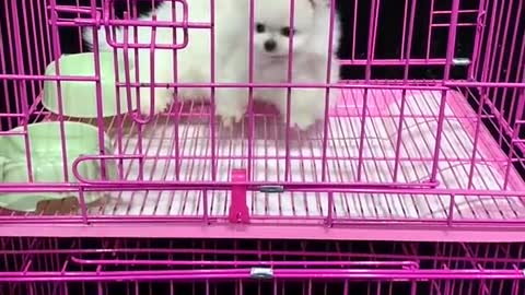 Amazing beautiful Cute and Smart Baby Dog / Lovely puppy