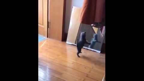 Black Cat scared by herself