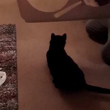 Bailey the Cat Jumps Through a Hole 2