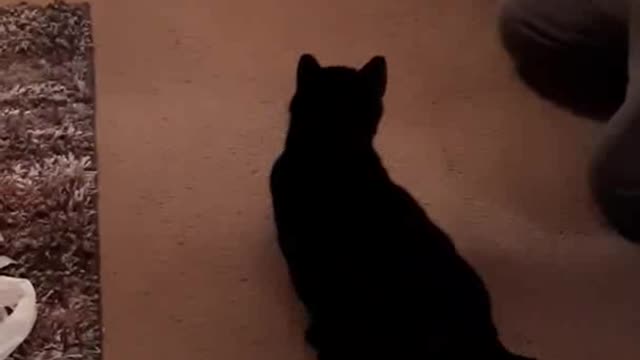 Bailey the Cat Jumps Through a Hole 2