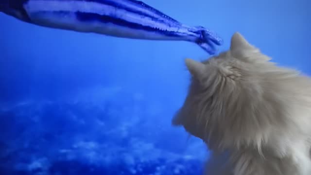 Siberian cat trying to catch the fish in the screen.