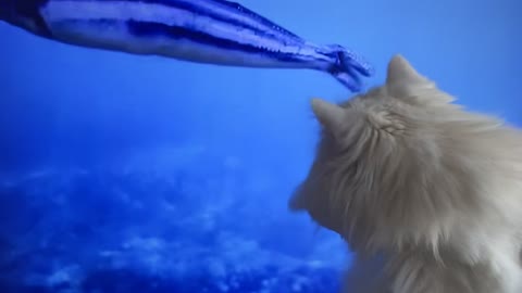 Siberian cat trying to catch the fish in the screen.