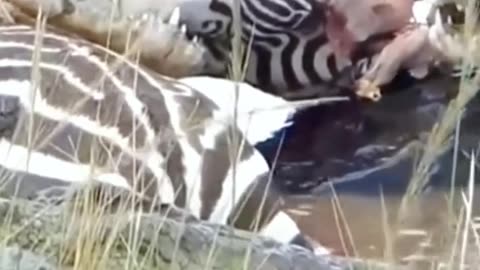 Will The Zebra Escape the Crocodile ?