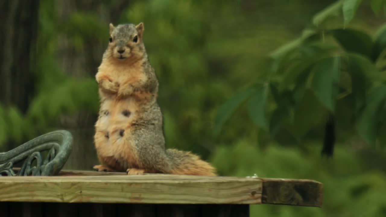 Lovely Mother squirrel..