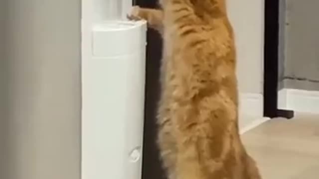 INTELLIGENT CAT FUNNY VIDEO 😉