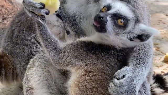 Ring-tailed lemur