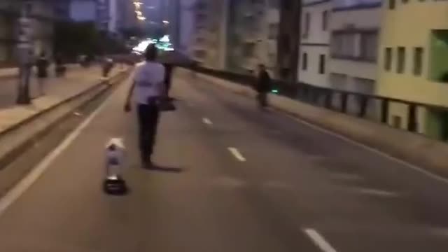 Smart and funny dog 19