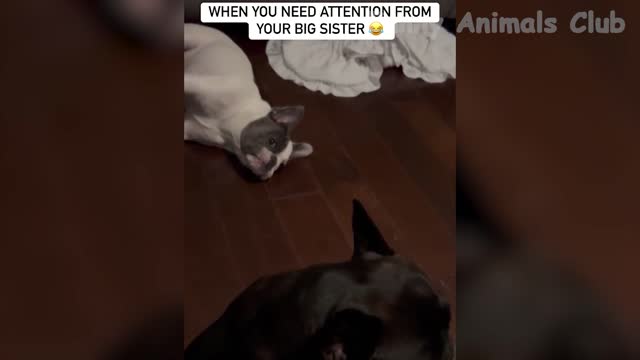 Funny Animal Videos 2022 😂 - Funniest Cats And Dogs Videos 😺😍