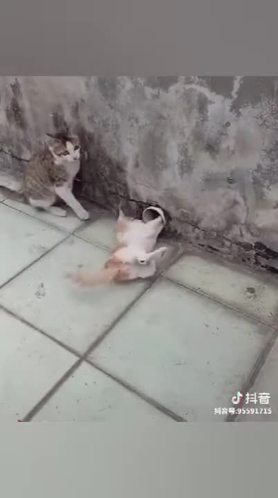 Funny Cat Catches Mouse - Cats Catche Mouse Compilation