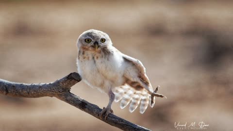 Little owl