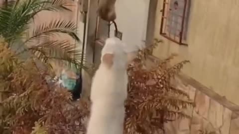 Funny animals 😄hub,funny animals club youtube, 🤣, funny animals dancing 💃😄, funny animals fighting 😄