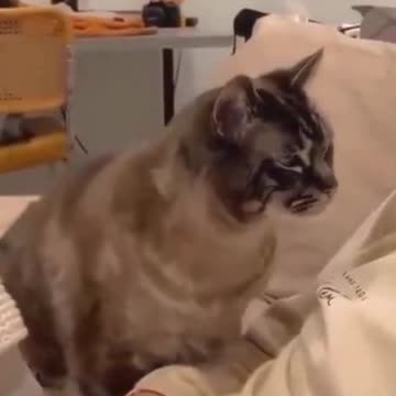 PETS NEVER LIE ABOUT LOVE-52 #shorts