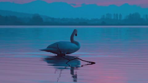 Damel view of the goose swimming in the river