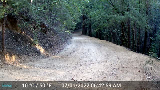 Bear 7-1-22