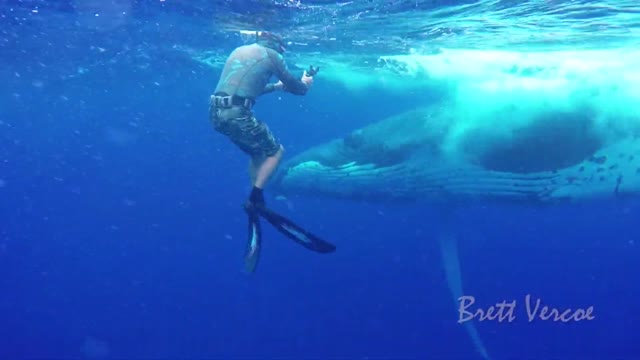 Blue whale (lord of the ocean)