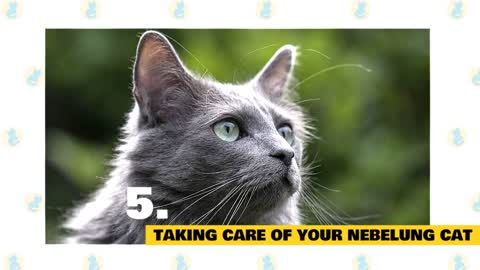 Fun facts and also myths - Nebelung Cats 101