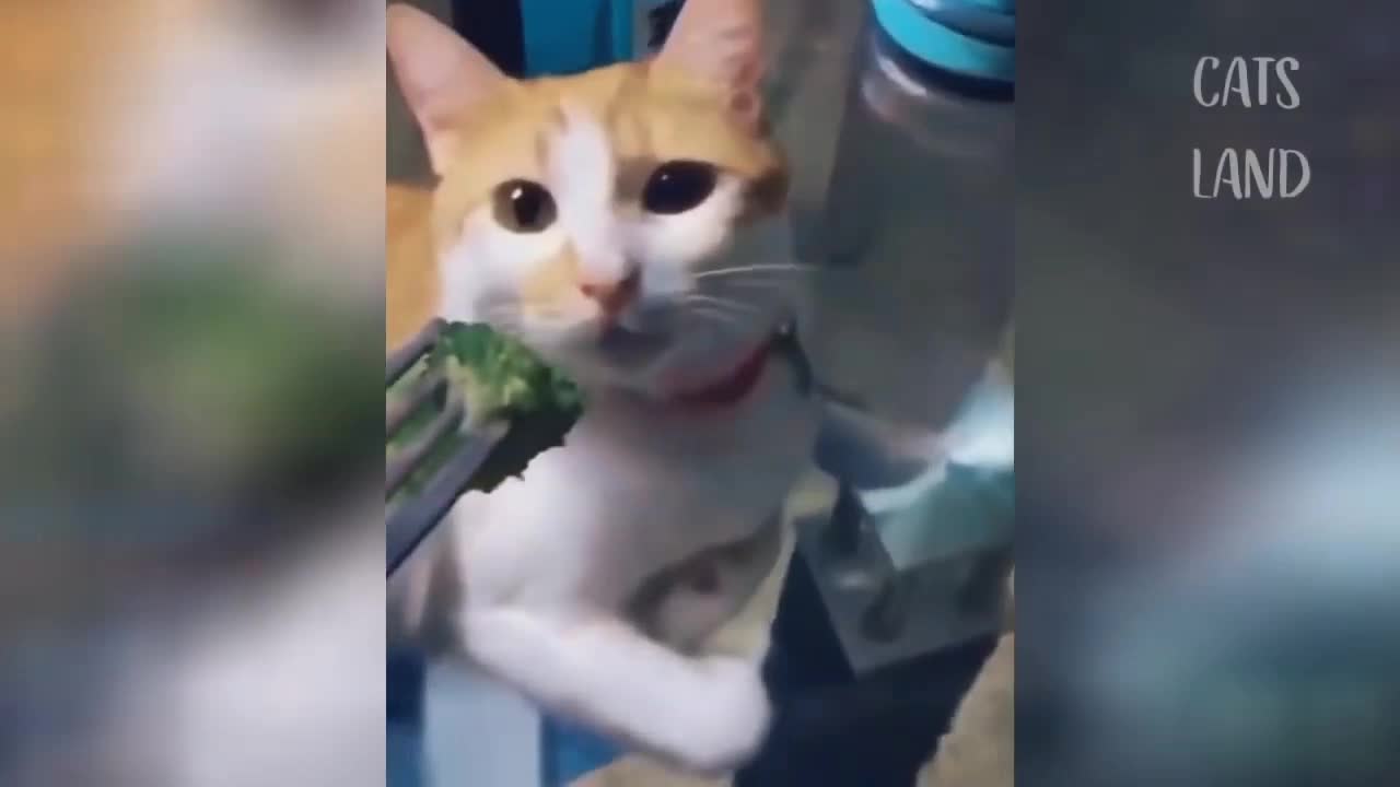 Funny -moments - of - cat 😺😺