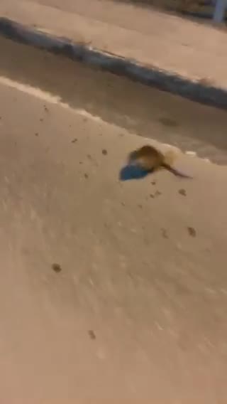 Best defense is attack