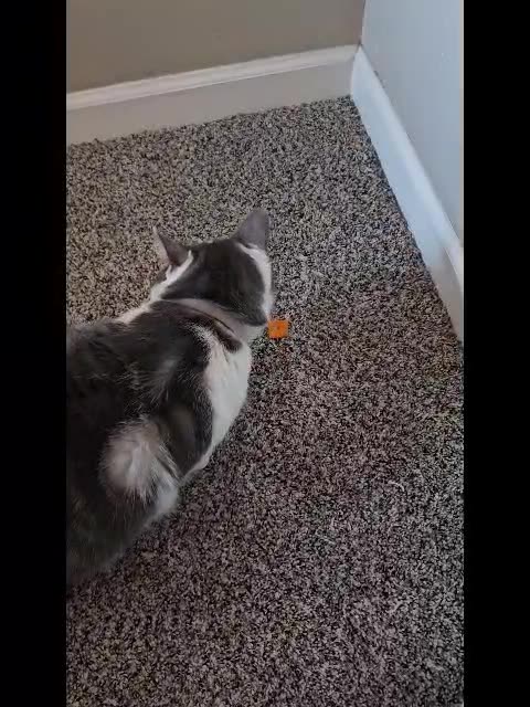 Mr. Rocky The Cat Loves Eating a Cheez-It