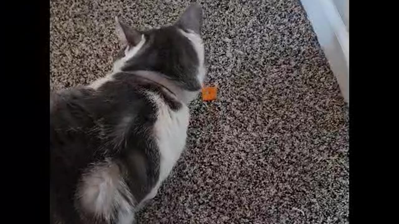 Mr. Rocky The Cat Loves Eating a Cheez-It