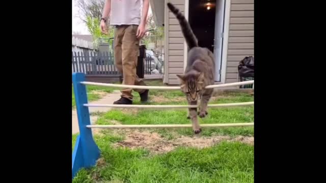 Watch these animals - impressive skills!