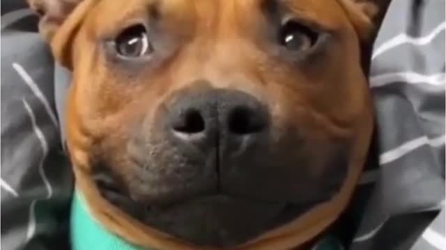 dog video funny