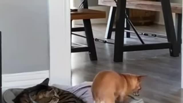 Cute dog and cat !! Funny movement!!