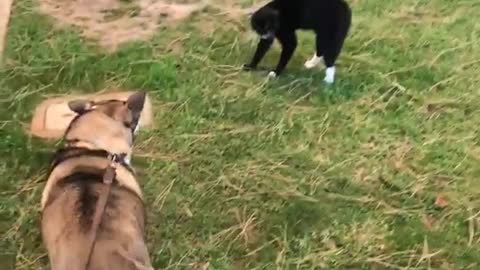 Husky scared of black cat