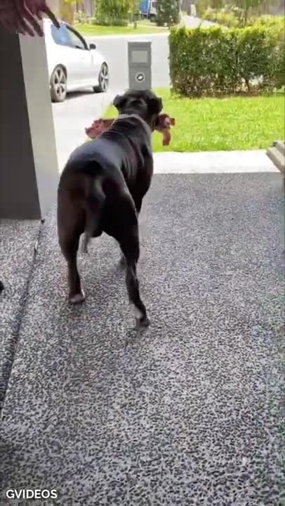 The funniest and happiest tiktok dogs