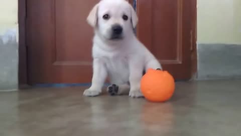 Cute Labrador Retriever puppy playing