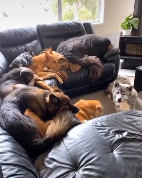 Huge dog family simultaneously reacts to squeaky toy