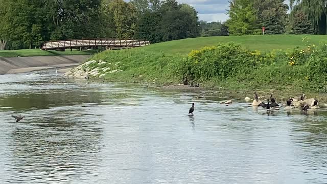 Blue Heron White Egret Cormorants and Ducks