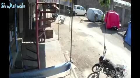 Funny monceys обезьянки