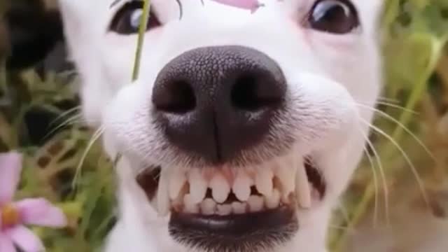 Hey hey, I want to laugh too. Because I look so beautiful in this flower