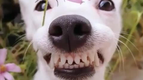 Hey hey, I want to laugh too. Because I look so beautiful in this flower