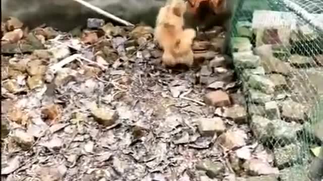 Funny Dog Fight animals