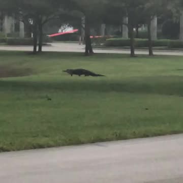 Gator Walks In Paradise