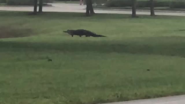 Gator Walks In Paradise