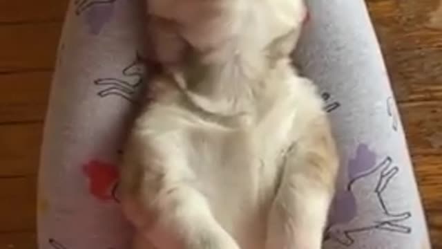 So cute Puppy throwing a tantrum