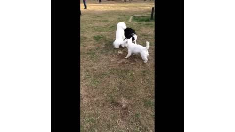 funny dogs top videos of funny and cute dogs