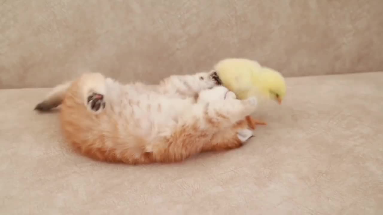 Cute kitten and chick playing