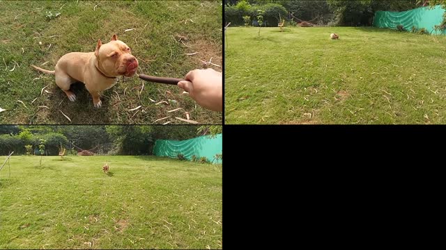 Dog, Dog walking video #short clip
