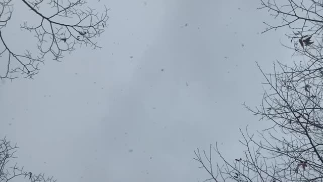 white snow falling from the sky.