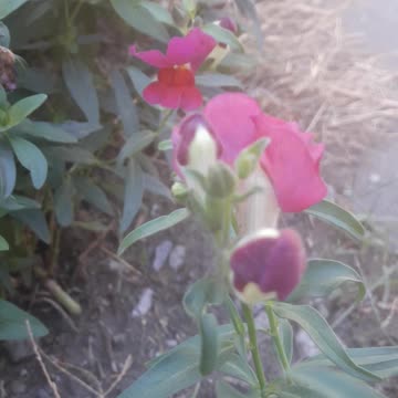 Red Snapdragon
