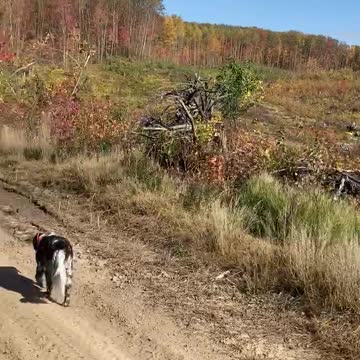 Michigan Hunting in GEM