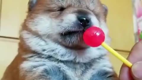 All the DOGS will make you laugh. DOG VIDEOS THAT ARE FUNNY