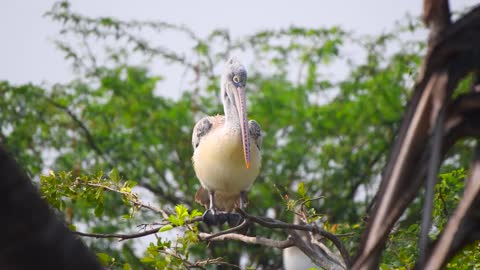 4K VIDEO (ULTRAHD) INDIAN WILDLIFE WITH BREATHTAKING VISUALS - 5of8
